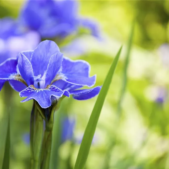 Die Iris – eine Pflanzen-Schönheit mit vielen Gesichtern