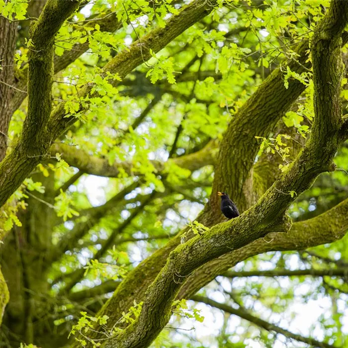 Schattenplätze schaffen