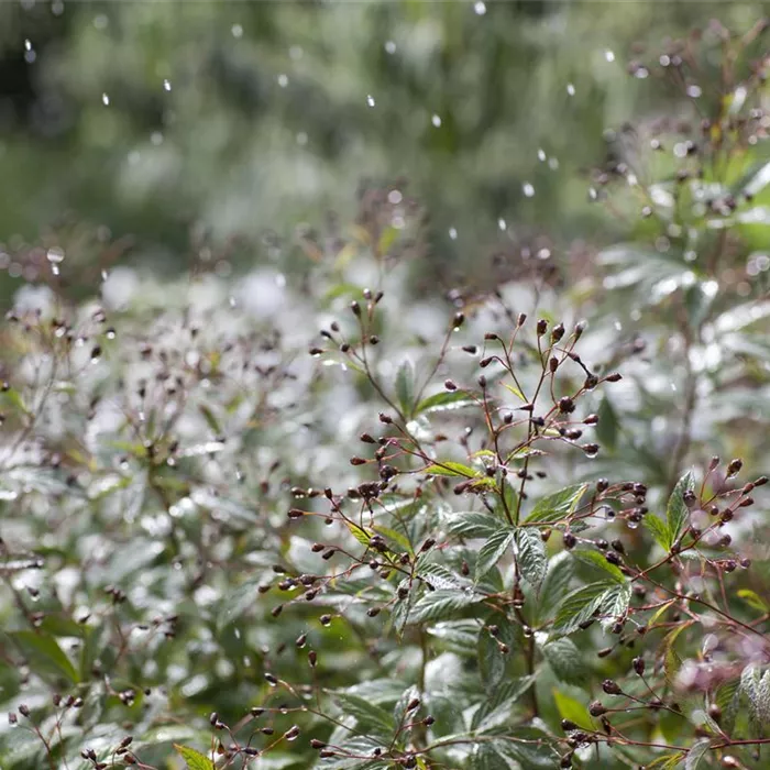 Wasser marsch – Regenwasser für durstige Pflanzen