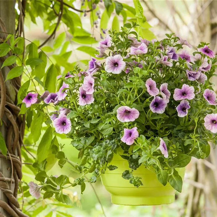 Urban Gardening trifft Upcycling – Blumenampeln aus einem Küchensieb Urban Gardening trifft Upcycling – Blumenampeln aus einem Küchensieb