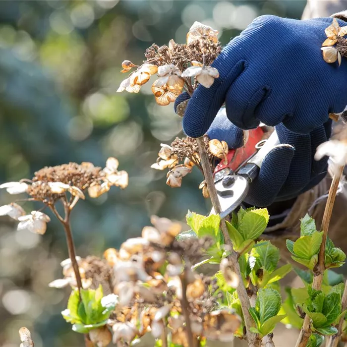 Alte Blütenstände machen Platz für neue Blüten Alte Blütenstände machen Platz für neue Blüten