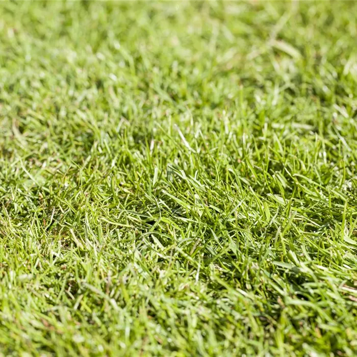 Rollrasen richtig verlegen - Tipps & Tricks