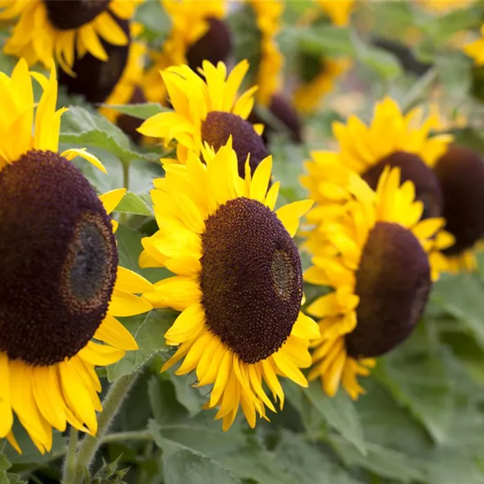 Der goldene Herbst wird bunt: die Top 8 der Herbstblumen Der goldene Herbst wird bunt: die Top 8 der Herbstblumen