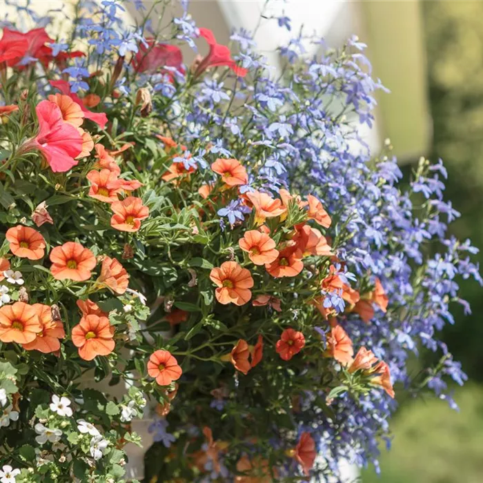 Urban Gardening – Blumenampel aus Konservendosen Urban Gardening – Blumenampel aus Konservendosen