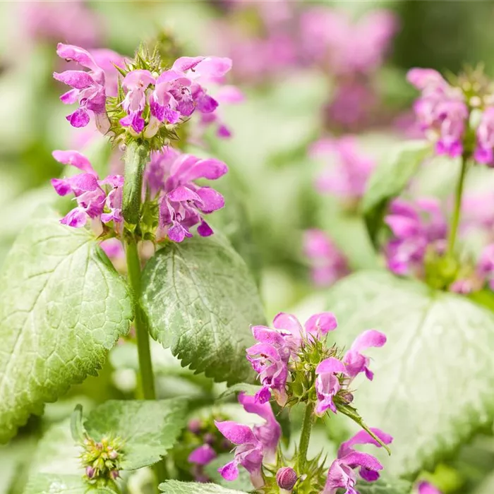 Essbares aus dem Wald Essbares aus dem Wald