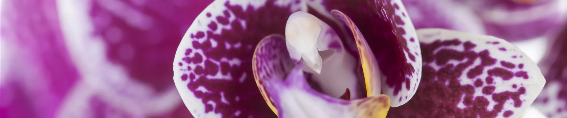 GS426727.jpg GS426727.jpg