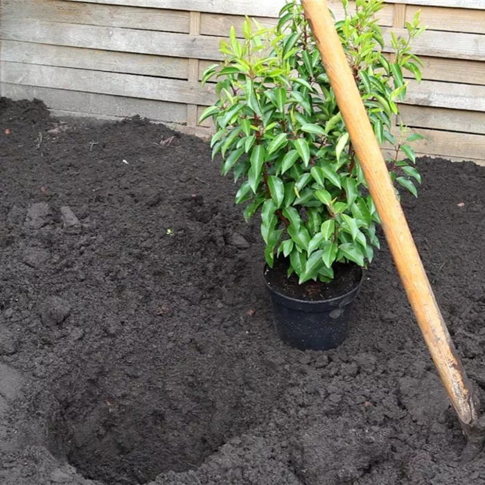 Portugiesische Kirschlorbeer - Einpflanzen im Garten Portugiesische Kirschlorbeer - Einpflanzen im Garten