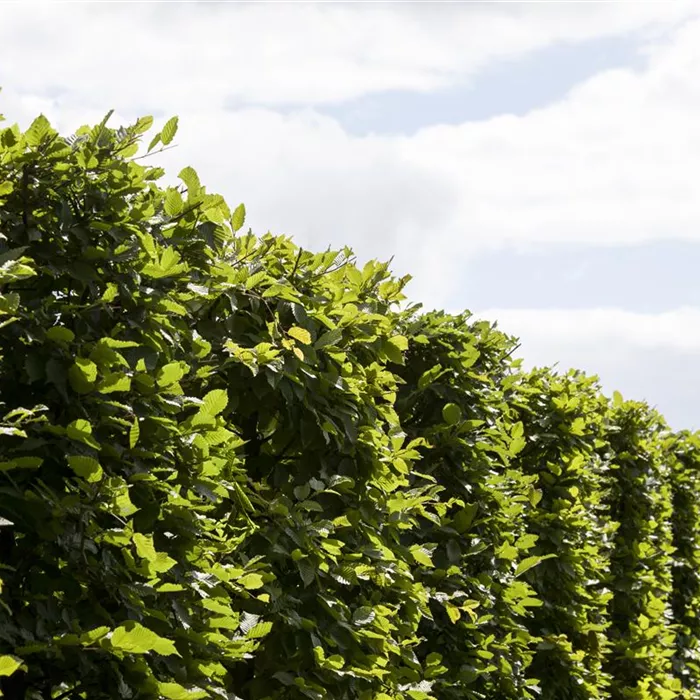 Die Hainbuche: Hecke und Vogelparadies Die Hainbuche: Hecke und Vogelparadies