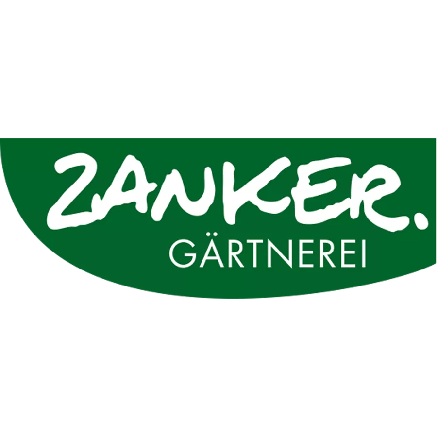 Allium giganteum 'Riesen-Lauch'