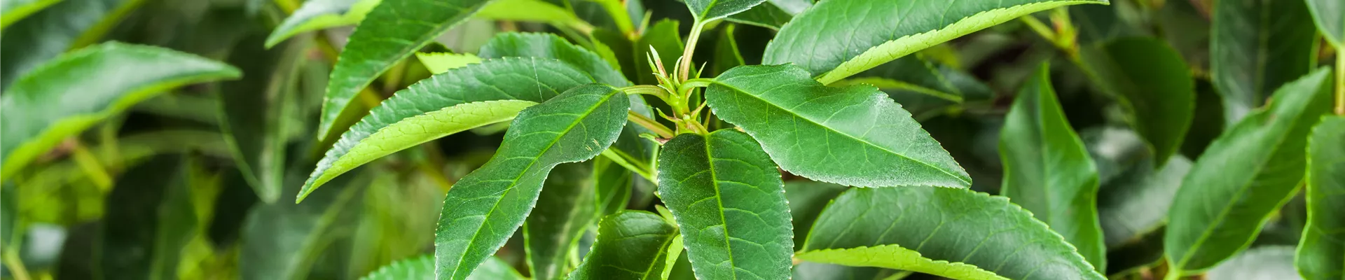 GS524509.jpg GS524509.jpg