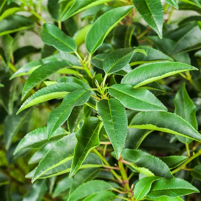 Portugiesischer Kirschlorbeer – immergrünes Multitalent Portugiesischer Kirschlorbeer – immergrünes Multitalent