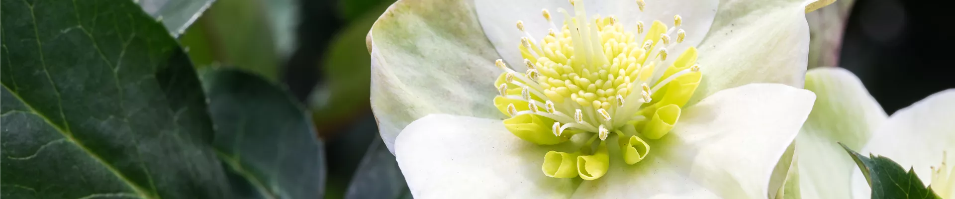 GS525760.jpg GS525760.jpg