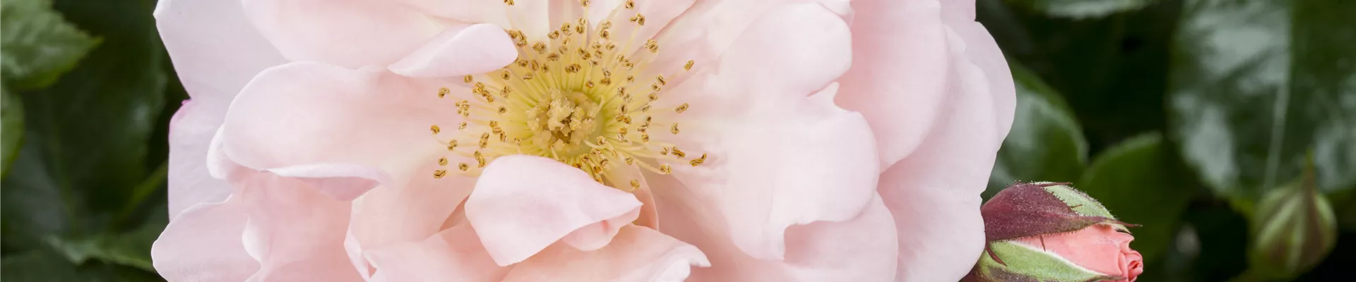 GS478055.jpg GS478055.jpg