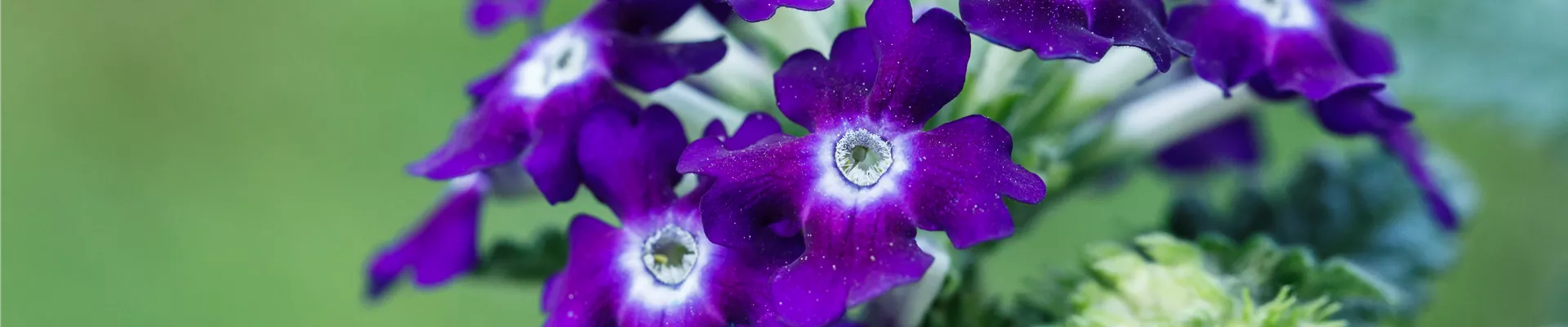 GS582741.jpg GS582741.jpg