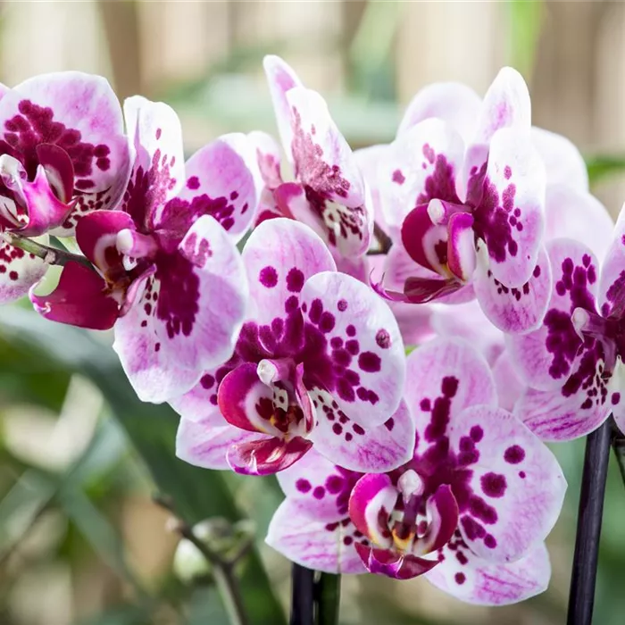 Die Orchideen-Klassiker Die Orchideen-Klassiker