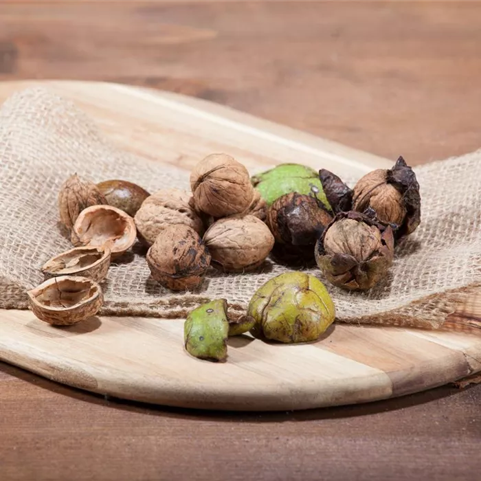 Nüsse und Schalenfrüchte aus Ihrem Garten Nüsse und Schalenfrüchte aus Ihrem Garten