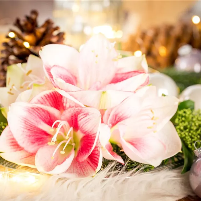 Amaryllis – weihnachtlicher Blütentraum Amaryllis – weihnachtlicher Blütentraum