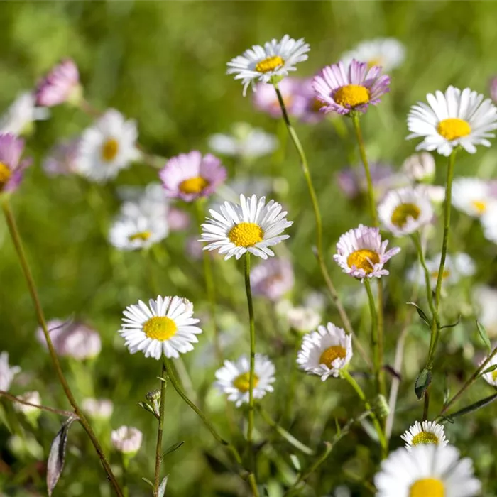 Die heilende Wirkung von Gänseblümchen Die heilende Wirkung von Gänseblümchen