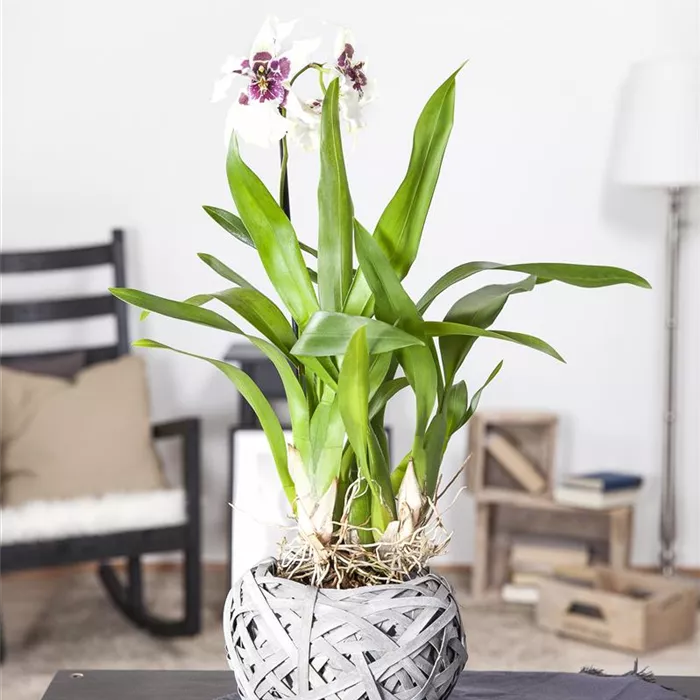 Die Königin der Zimmerpflanzen – Orchideen allgemein Die Königin der Zimmerpflanzen – Orchideen allgemein