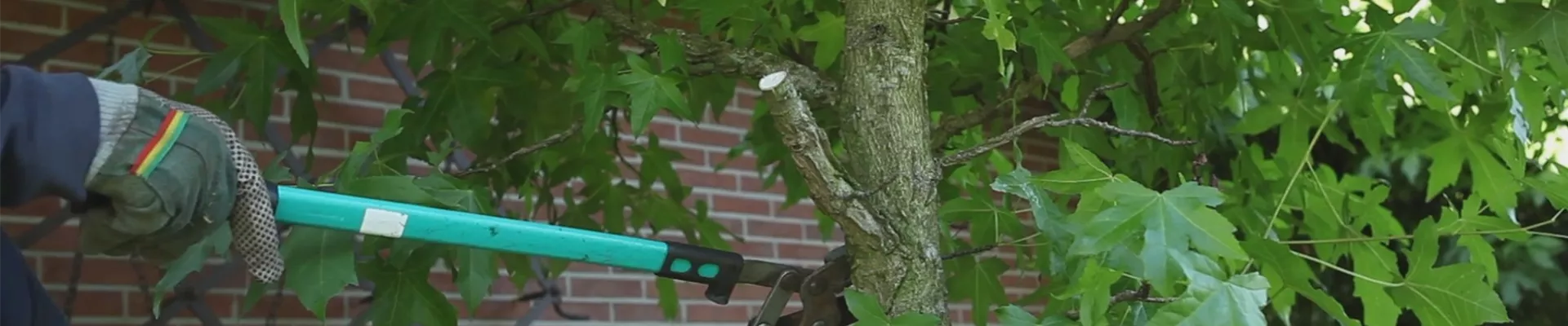 Laubgehölz - Zurückschneiden im Herbst (thumbnail).jpg Laubgehölz - Zurückschneiden im Herbst (thumbnail).jpg