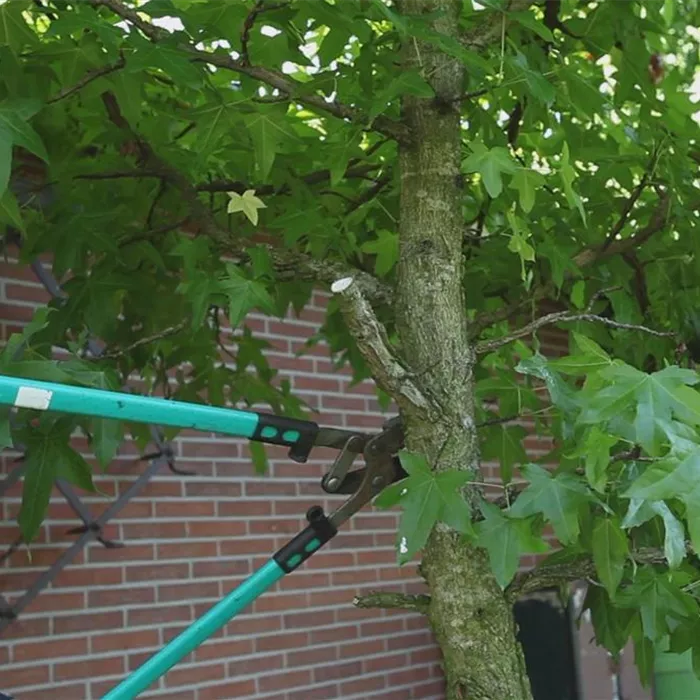 Laubgehölz - Zurückschneiden im Herbst Laubgehölz - Zurückschneiden im Herbst