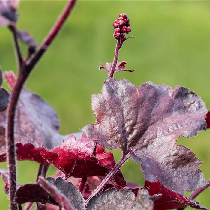 Silberglöckchen - Einpflanzen im Garten Silberglöckchen - Einpflanzen im Garten