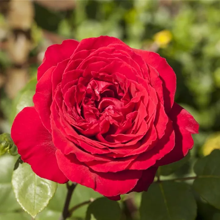 Rosen pflanzen und schneiden  Rosen pflanzen und schneiden