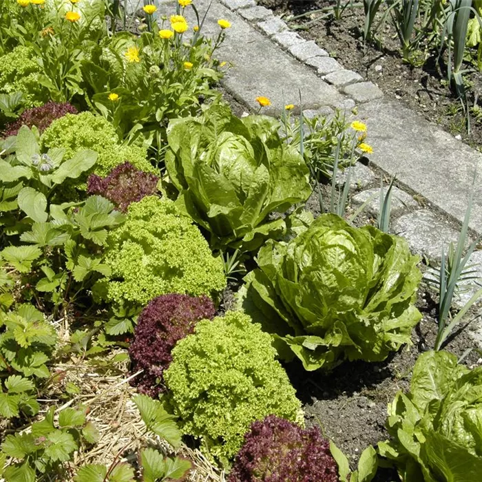 Der Gemüsegarten – weder spießig noch langweilig Der Gemüsegarten – weder spießig noch langweilig