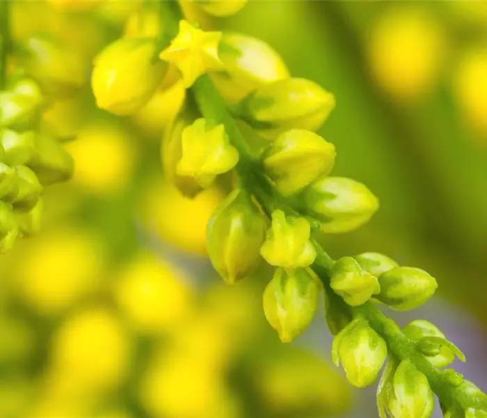 Goldtröpfchen - Einpflanzen im Garten