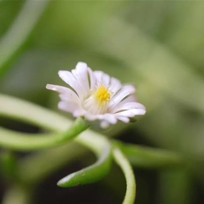 Kriechende Mittgsblume - Einpflanzen im Garten