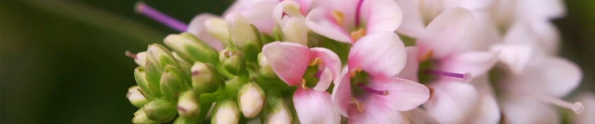 Strauchveronika - Einpflanzen im Garten (Thumbnail).jpg