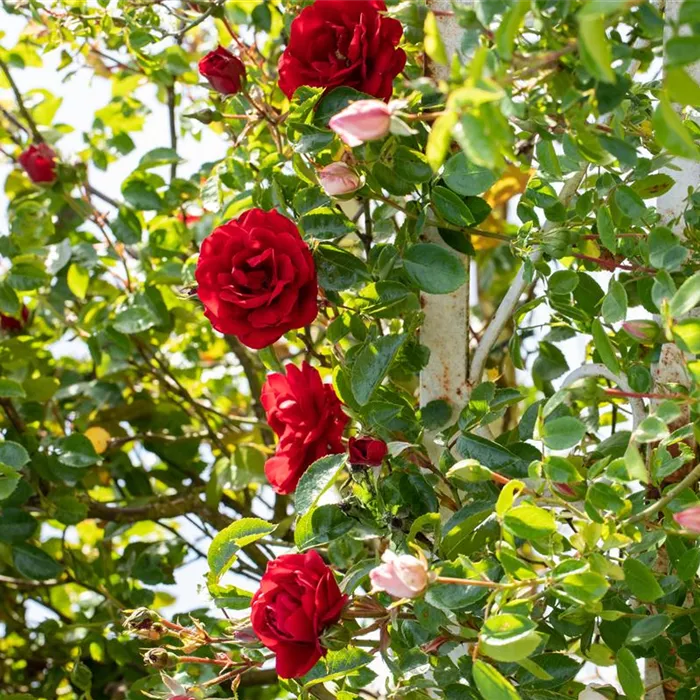 Veredelung von Rosen Veredelung von Rosen