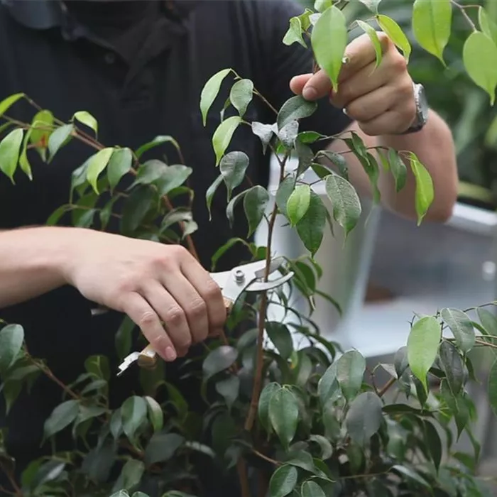 Grüne Zimmerpflanzen - Zurückschneiden und Pflegen Grüne Zimmerpflanzen - Zurückschneiden und Pflegen