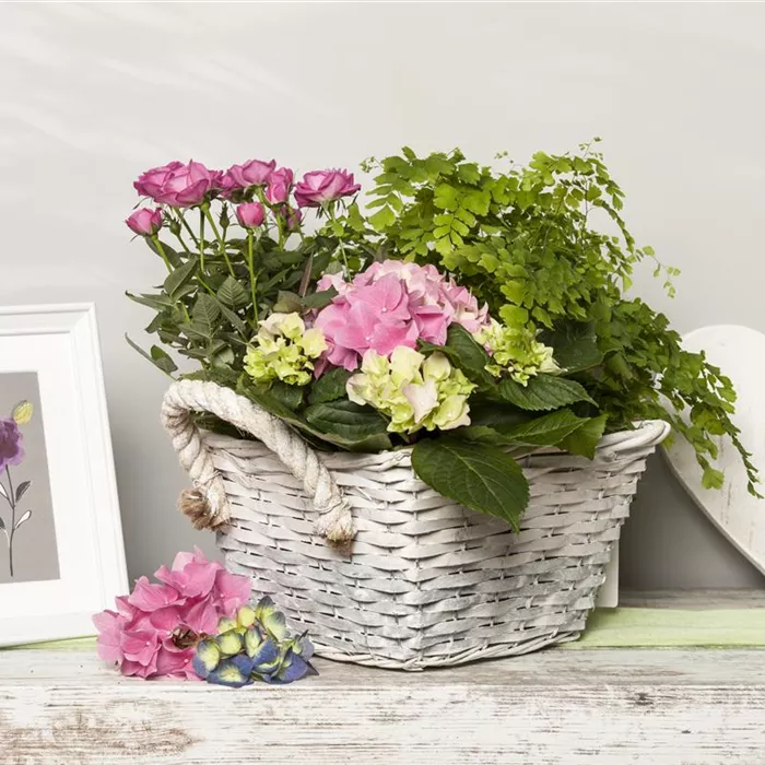 Die beliebtesten Zimmerpflanzen