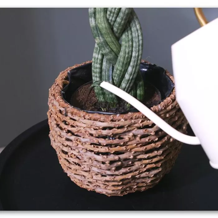 Bogenhanf "Spaghetti" geflochten - Umtopfen