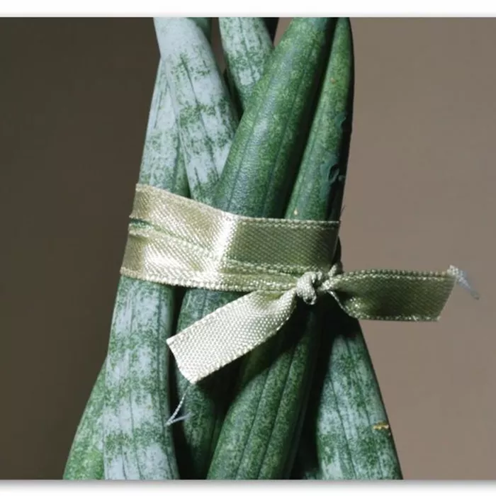 Zimmerpflanzenportrait - Bogenhanf "Spaghetti" 