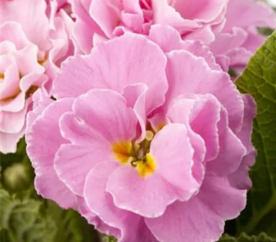 Primula gefüllt verschiedene Farben