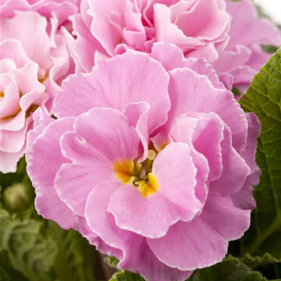 Primula gefüllt verschiedene Farben