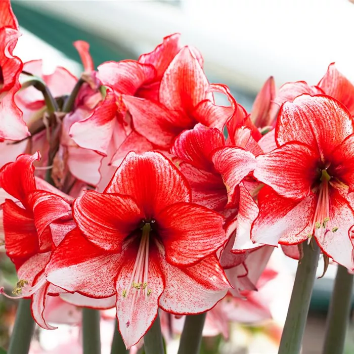 Amaryllis – pflanzen und pflegen im Haus Amaryllis – pflanzen und pflegen im Haus