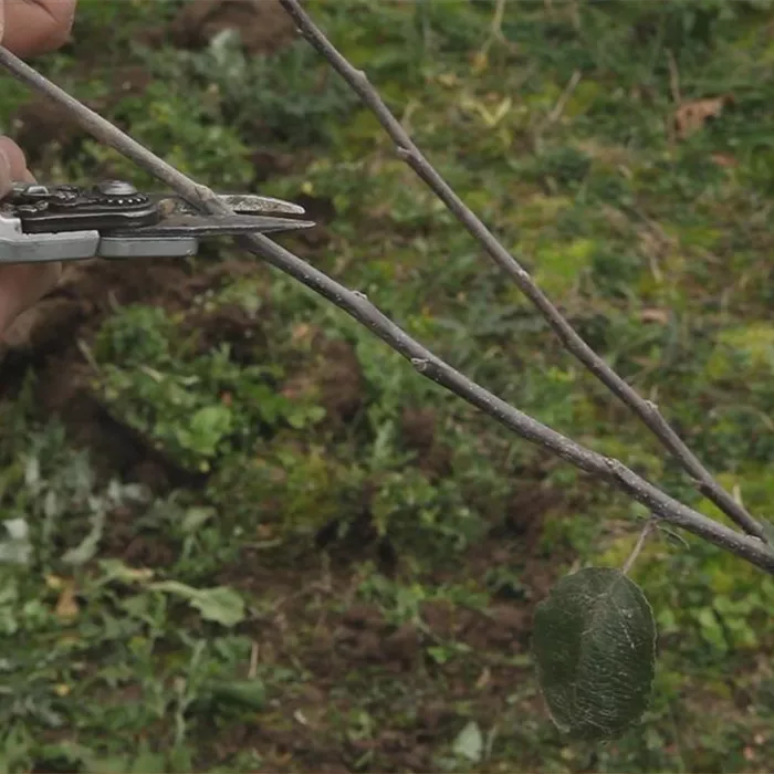 Apfelbaum - Pflanzschnitt Apfelbaum - Pflanzschnitt