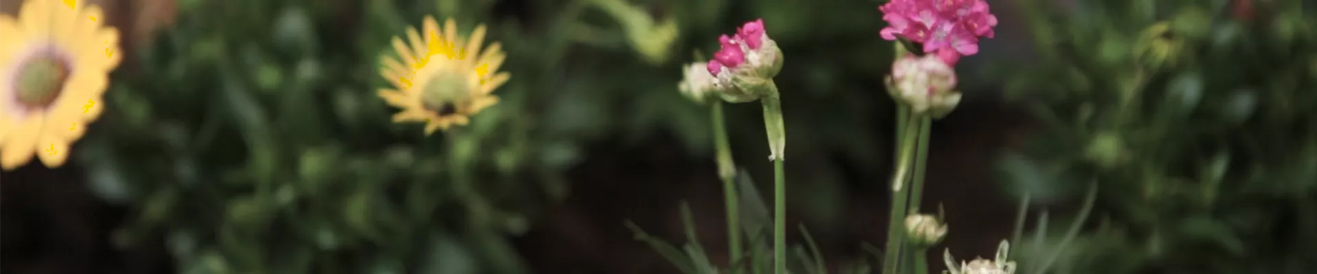 Strandgrasnelke - Einpflanzen im Garten (Thumbnail).jpg