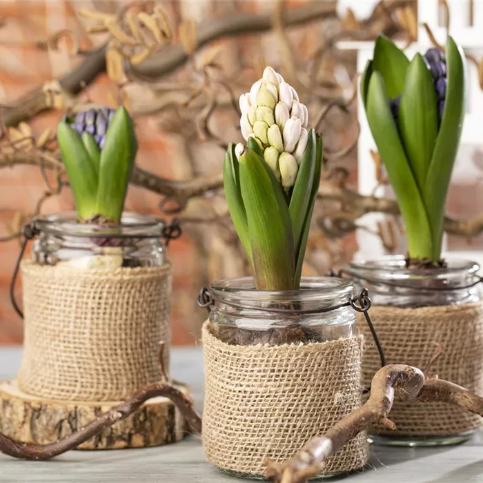 Hyazinthen als Dekoration zu Weihnachten Hyazinthen als Dekoration zu Weihnachten