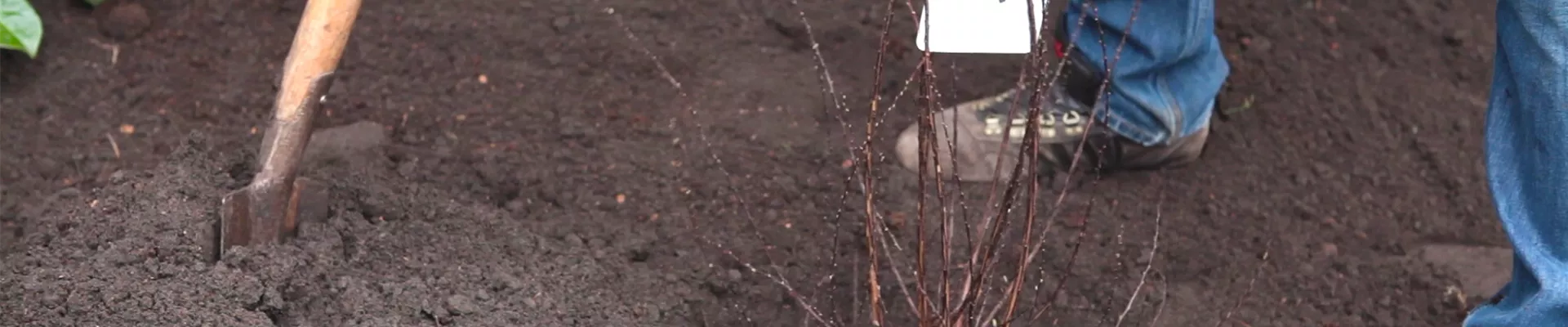 Strauchspiere - Einpflanzen im Garten (thumbnail).jpg Strauchspiere - Einpflanzen im Garten (thumbnail).jpg