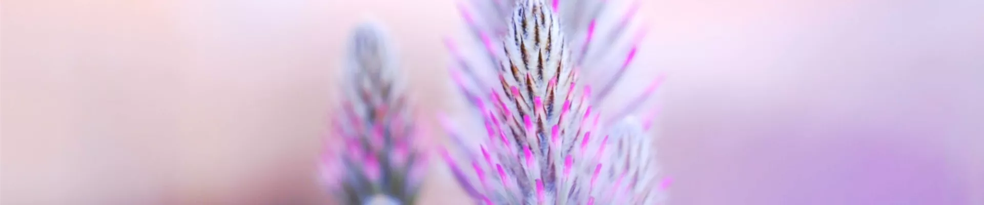 Australischer Federbusch - Einpflanzen im Garten (thumbnail).jpg Australischer Federbusch - Einpflanzen im Garten (thumbnail).jpg