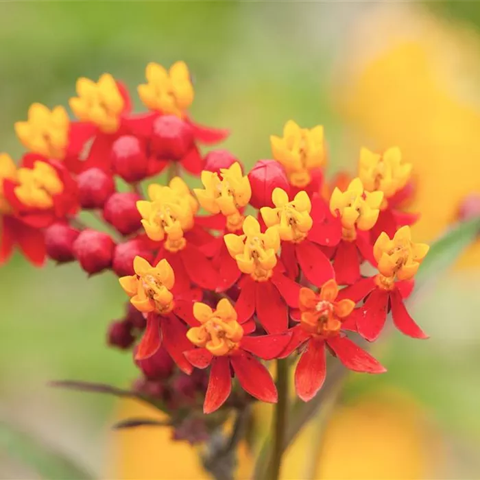 Seidenpflanze - Einpflanzen im Garten Seidenpflanze - Einpflanzen im Garten