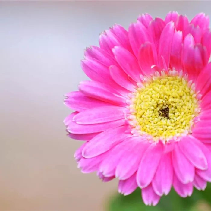 Gerbera - Einpflanzen im Garten