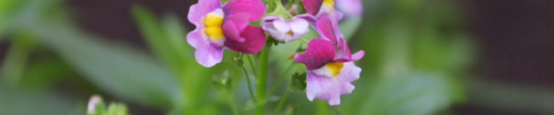 Elfenspiegel - Einpflanzen im Garten (thumbnail).jpg Elfenspiegel - Einpflanzen im Garten (thumbnail).jpg