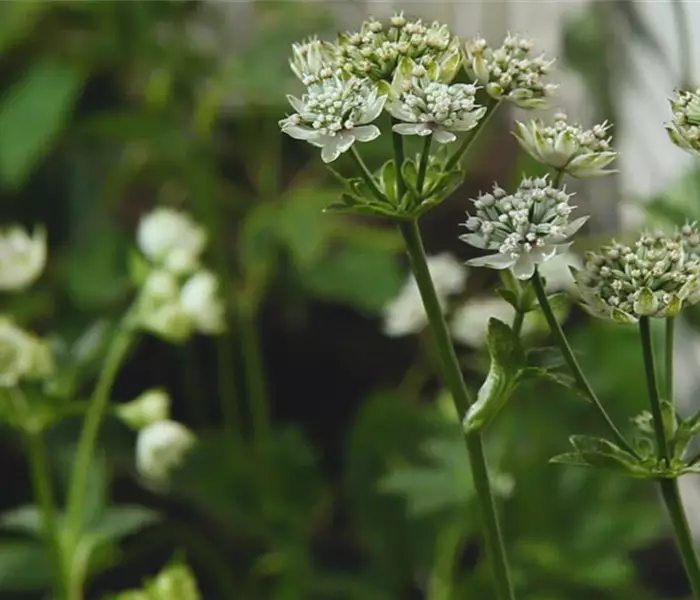 Sterndolde - Einpflanzen im Garten