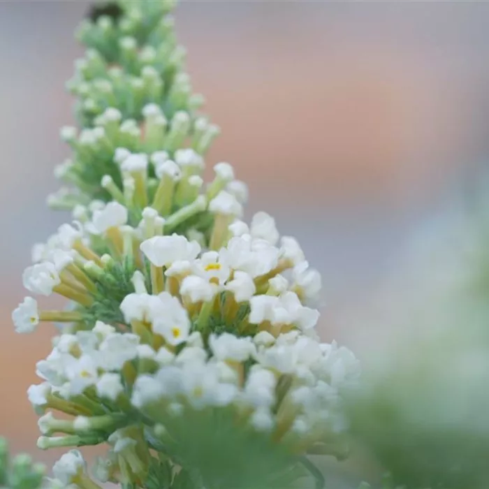 Sommerflieder - Einpflanzen im Garten Sommerflieder - Einpflanzen im Garten
