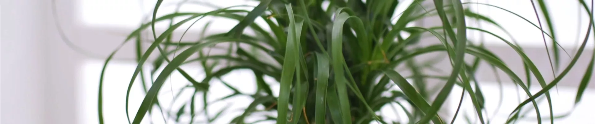 Elefantenfuß - Einpflanzen in ein Gefäß (thumbnail).jpg Elefantenfuß - Einpflanzen in ein Gefäß (thumbnail).jpg